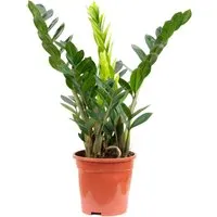 Value Greens Glücksfeder Zamioculcas - Pflegeleichte Pflanze für Büro & Wohnung - Grünpflanzen mit glänzenden Blättern, ideal für lichtarme Ecken. Diese robuste Glücksfeder bringt Eleganz und verbessert das Raumklima – perfekt für alle, die wenig Zeit für Pflege haben!