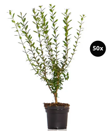 Dehner Hecken Liguster Atrovirens, 40 Pflanzen für 10 Meter Hecke - Wintergrüne Hecke mit 40 Ligusterpflanzen, ideal für Sichtschutz und Gartenästhetik. Robuste Pflanzen, die auch in schattigen Lagen gedeihen und ein attraktives Blütenbild bieten.