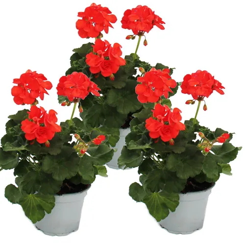 Geranien stehend - Pelargonium zonale - Set mit 3 Pflanzen - orange - Dekorative Geranie im 12cm Topf, ideal für Balkon oder Garten. Blühfreudig von April bis Oktober, sorgt für farbenfrohe Akzente. Gesamthöhe ca. 30 cm, perfekt für jeden Standort.