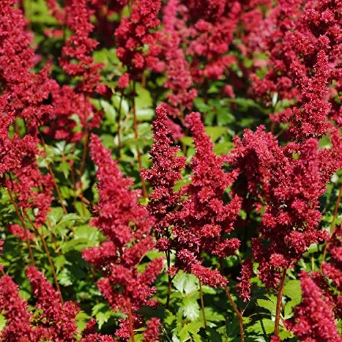 Blumixx Stauden Astilbe Arendsii-Hybride 'Fanal' – Prachtspiere, dunkelrot blühend, winterharte Staude, pflegeleicht, für Beet