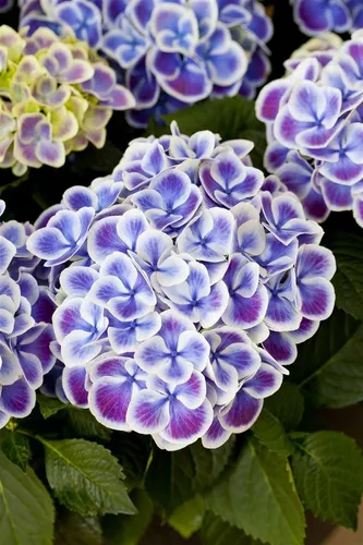Hydrangea macrophylla 'Tivoli Blue' - Bauernhortensie mit blauen Blüten - Wunderschöne Bauernhortensie mit strahlend blauen Blüten, ideal für Kübel und Beete. Pflegeleicht und winterhart, sorgt sie von Juni bis September für ein beeindruckendes Farbspiel im Garten.