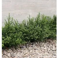 Japanische Zwerg Stechpalme Green Lustre 20-25cm - Ilex crenata