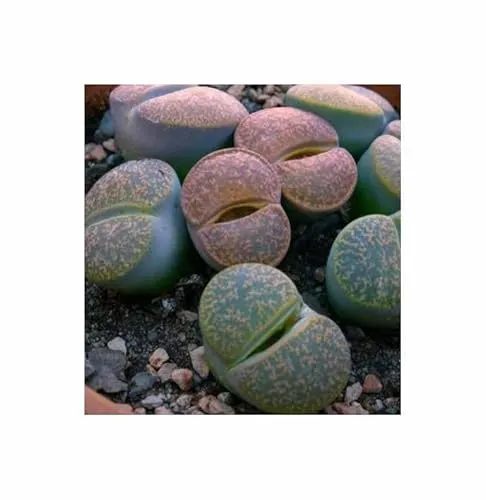 Stk - 10x Lithops lesliei Albinica Grüner W. Lebender Stein Pflanzen - Samen ID1777 - Seeds & Plants Shop by Ipsa