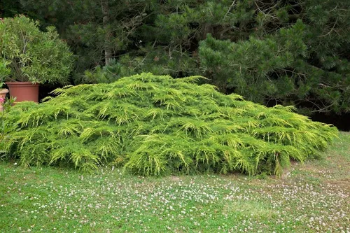 Konifere Juniperus media Pfitzeriana Aurea - Gold-Pfitzer-Wacholder - Der Gold-Pfitzer-Wacholder überzeugt mit goldgelben Triebspitzen und einer eleganten, überhängenden Wuchsform. Ideal für pflegeleichte Beete, als Solitär oder in Kübeln auf sonnigen Standorten.