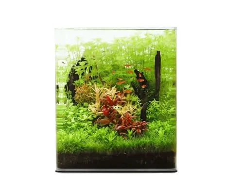 NatureHolic Classic Cube