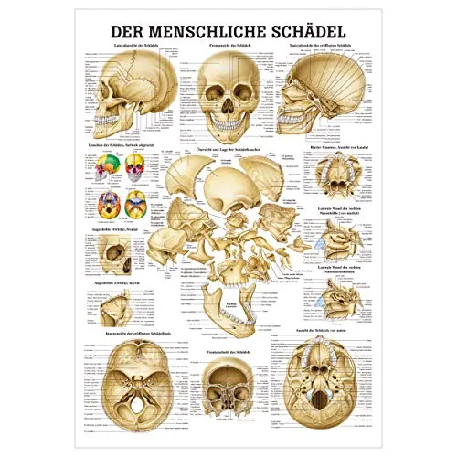 Sport-Tec Schädel und Schädelknochen Mini-Poster Anatomie 34x24 cm medizinische Lehrmittel