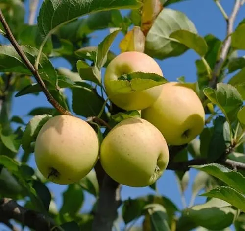 Golden Delicious, Apfelbaum, Buschbaum (kleinbleibend), 100-120cm im Topf