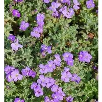 Produktbild Blaukissen Cascade Blau - Aubrieta cultorum