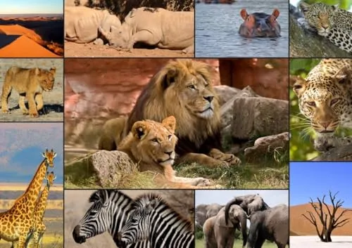 Puzzle 1500 Teile - Collage - Wildlife von Grafika