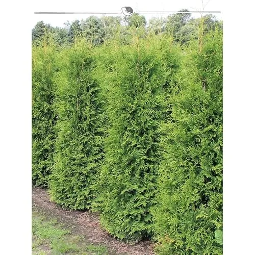 Thuja Brabant 180-200 cm. 5 Lebensbäume. Immergrün, Winterhart, Sichtschutz