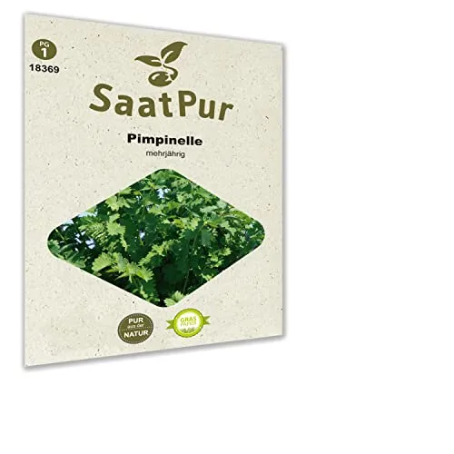SaatPur Pimpinelle Samen Saatgut für ca. 90 Pflanzen Wiesenknopf Grüne Soße