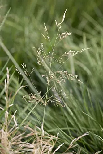 Deschampsia cespitosa 'Tardiflora' 9x9 cm Topf – Winterhart, Mehrjährig, Pflegeleicht – Rasen-Schmiele – Ziergras für Beet & Rabatte