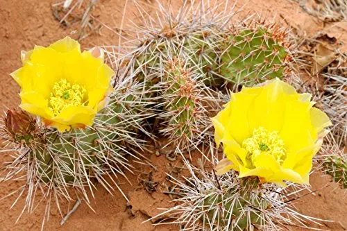 Opuntia - Freiland Kakteen Mischung - 20 Samen