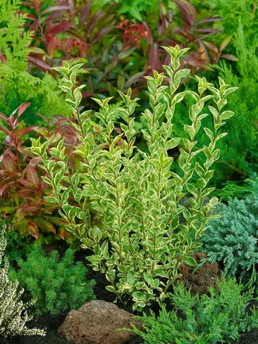 Ligustrum ovalifolium ‘Argenteum’