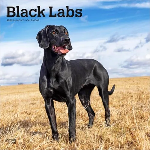 Black Labrador Retriever – Schwarze Labrador Retriever 2026 – 16-Monatskalender: Original BrownTrout-Kalender [Mehrsprachig] [Kalender] (Wall-Kalender)