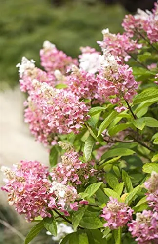 Hydrangea paniculata 'Pinky Winky' - Zweifarbige Rispenhortensie - Zweifarbige Blütenpracht in Rosa und Weiß, ideal für Rabatten. Pflegeleicht und winterhart, perfekt für Gartenanfänger und sorgt für einzigartige Farbakzente im Spätsommer.
