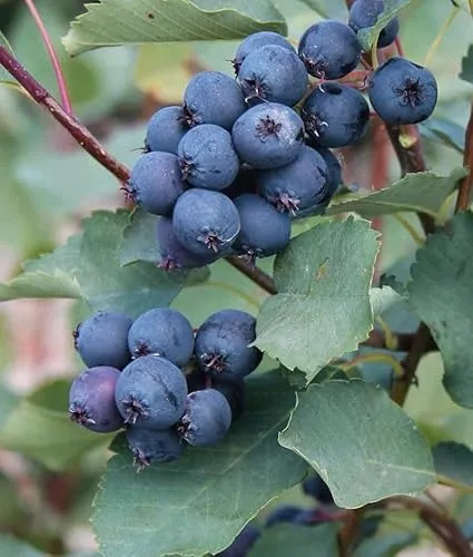Felsenbirne Martin 2L in schwarz von Baumschule Wedrowski