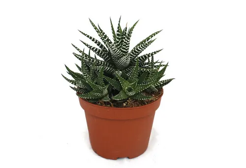 Exotenherz Kaktus Haworthia fasciata von Exotenherz