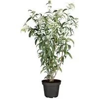 Buddleja Schmetterlingsstrauch White Profusion 40-60 cm