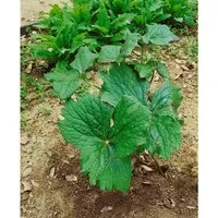 Podophyllum Peltatum Maiapfel Ca. 11x11 cm Topf