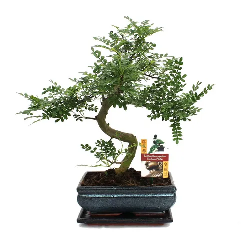 Exotenherz Bonsai Szechuan-Pfeffer - Zanthoxylum piperitum, ca. 10 Jahre - Zimmerpflanze mit einzigartigem Duft nach Citrus und Pfeffer, ideal für Fensterbänke. Handgearbeitetes Unikat, bringt asiatisches Flair in Ihr Zuhause.
