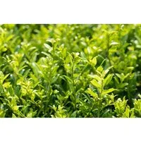 Ilex Crenata Twiggy Japanische Stechpalme Kompakt 15–20 cm