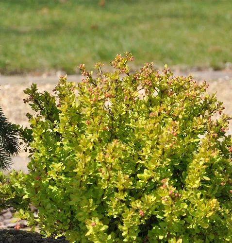 Beberitze Golden Nugget 15-20cm - Berberis thunbergii