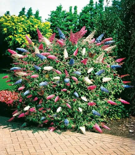 BALDUR Garten dreifarbiger Schmetterlingsstrauch 'Papillion Tricolor', 1 Pflanze, Buddleja davidii, Buddleia Schmetterlingsflieder, Sommerflieder, winterhart, trockenresistent, bienenfreundlich