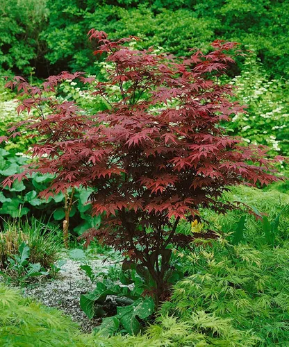Acer palmatum 'Atropurpureum' in rot von PlantaPro