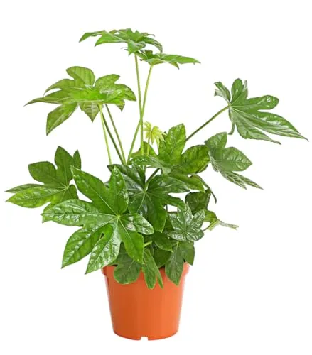 Dehner Zimmeraralie, Fatsia japonica - Pflegeleichte Zimmerpflanze - Zimmerblume mit ledrigen, mehrlappigen Blättern, ideal für wenig Licht und schnell wachsend. Inkl. Pflanztopf, perfekt für dekorative Akzente in Ihrem Zuhause.