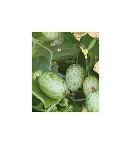 Stk - 4x Mexikanische Minigurken Melothria scabra- Melone Samen Gemüse KS455 - Seeds & Plants Shop by Ipsa