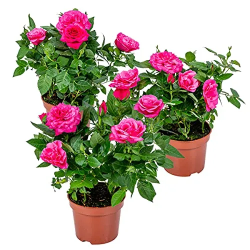 Bloomique - 3er-Set - Topfrosen Rosa - Für drinnen und draußen geeignet - Zimmerpflanzen - Gartenpflanzen - Terrassenpflanzen - Winterhart - 20-30 cm Hoch - Topf 12 cm