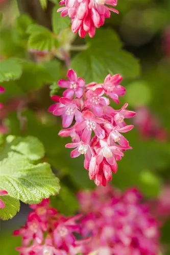 Ribes sanguineum 'King Edward VII' - Blutjohannisbeere - Ziergehölze, bienenfreundlich und pflegeleicht, mit leuchtend roten Blüten und attraktivem Laub für naturnahe Gärten.