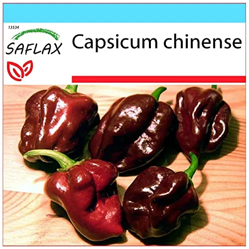 SAFLAX - Geschenk Set - Chili - Habanero Chocolate - 10 Samen - Mit Geschenk- / Versandbox, Versandaufkleber, Geschenkkarte und Anzuchtsubstrat - Capsicum chinense