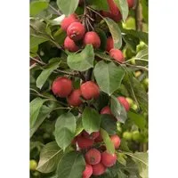 Malus Eleyi Zierapfel Rotblühend 125–150 cm - Hausbäume – Dieser Zierapfel begeistert mit tiefroten Blüten und ist ideal für Gärten, Hecken oder Kübel. Winterhart, pflegeleicht und bienenfreundlich.