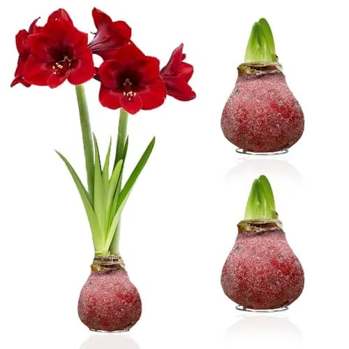Amaryllis in Wachs Glitter Red