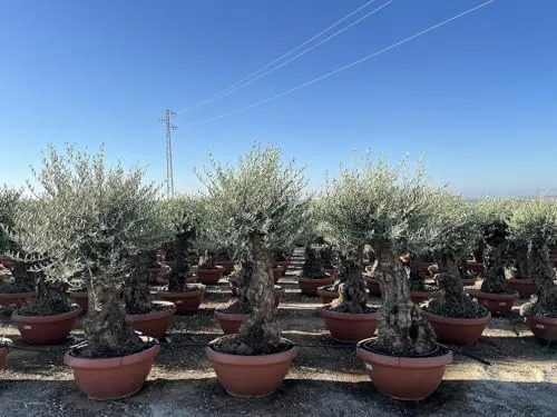 Sunny Tree Olivenbaum im Dekotopf - Winterhart und fruchttragend, 200 cm - Obstsamen & -pflanzen: Der 90 Jahre alte, winterharte Olivenbaum bringt mediterranes Flair in Ihren Garten und produziert echte Oliven – ein lebendes Kunstwerk für Innen- und Außenbereiche.