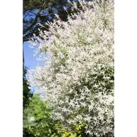 Salix Integra Hakuro Nishiki Japanische Weide Rosa-Weiß 80 cm Stammhöhe
