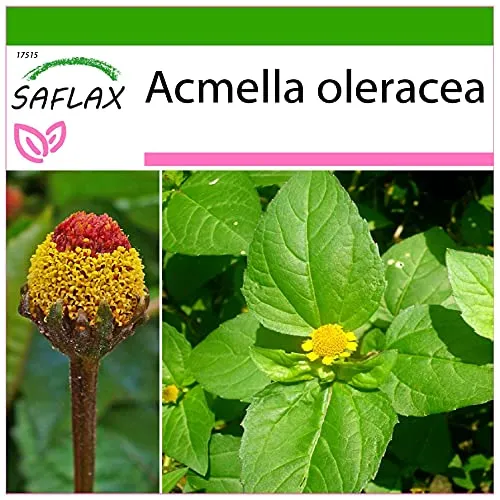 SAFLAX - Kräuter - Parakresse - 500 Samen - Mit keimfreiem Anzuchtsubstrat - Acmella oleracea