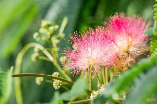 Albizia julibrissin 'Tropical Dream' - Exotischer Schlafbaum, 60–80 cm - Blumen & Stauden – Der Schlafbaum begeistert mit rosa Blüten und verbessert das Mikroklima, ideal für Garten oder Terrasse.