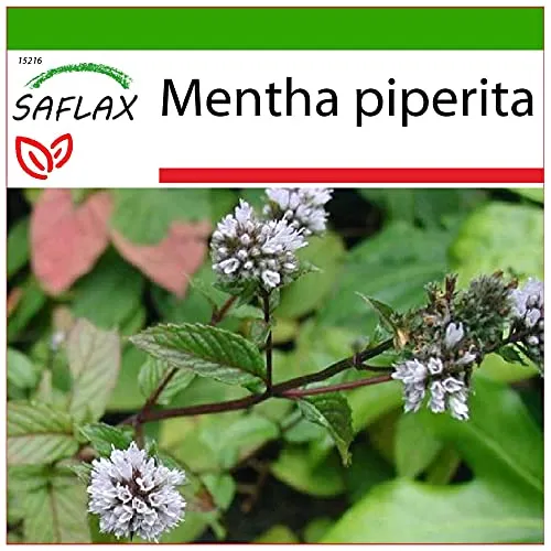 SAFLAX - Heilpflanzen - Pfefferminze - 300 Samen - Mit keimfreiem Anzuchtsubstrat - Mentha piperita