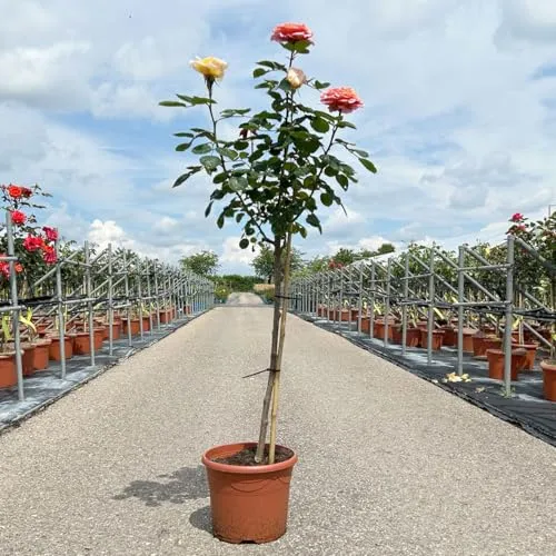 Stammrosen-Duo 'Käthchen von Heilbronn'® + 'Kölle's Duftsommer'® im 7,5 lt.