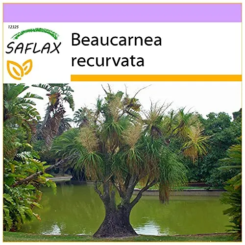 SAFLAX - Elefantenfuß/Flaschenbaum - 10 Samen - Beaucarnea recurvata