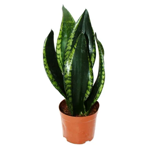 Exotenherz Zimmerpflanze Sansevieria trifasciata Silver Flame Bogenhanf 12cm Topf