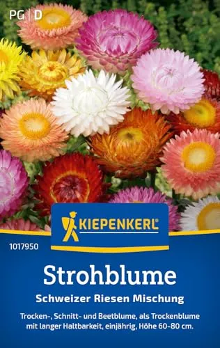 Kiepenkerl Strohblumensamen Schweizer Riesen Mischung 1017950 - Einjährige Blumensamen mit einer Wuchshöhe von 60 bis 80cm und Inhalt für 100 Pflanzen - Saatgut