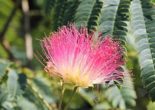 Albizia julibrissin Summer Chocolate - Seidenbaum Summer Chocolate - 90 cm Hochstamm veredelt