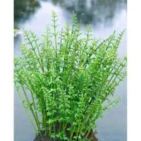 Oenanthe Aquatica Wasserfenchel Ca. 9x9 cm Topf
