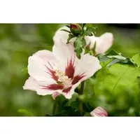 Hibiscus syriacus 'Mathilda' - Zweifarbiger Roseneibisch, 40-60 cm - Blumen & Stauden – Auffällige Blütenpracht in leuchtendem Rosa, ideal als Sichtschutz und für farbenfrohe Gartengestaltung von Juli bis September.