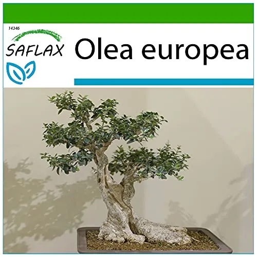 SAFLAX - Bonsai - Ölbaum - 20 Samen - Mit keimfreiem Anzuchtsubstrat - Olea europea