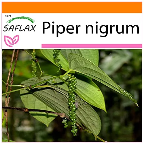 SAFLAX - Garden in the Bag - Kräuter - Echter Pfeffer - 20 Samen - Mit Anzuchtsubstrat im praktischen, selbst aufstellenden Beutel - Piper nigrum